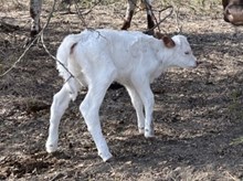 Observation Point x Tango Heifer