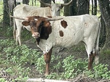 Maroon & White x Cut Quo Heifer