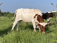 Ride Point x Cut Quo Steer