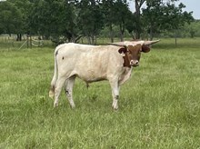 Belle's Point x Cut Quo Steer