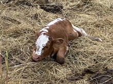 Crazy Red x Tango Heifer