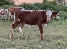 Crazy Red x Tango Heifer