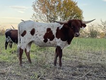 Crazy Red x Cut Quo Heifer