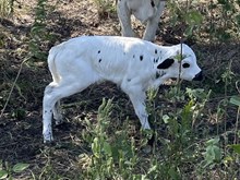 Curtain Call x Tango Heifer