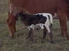 Ady's Baby x Tango Heifer1