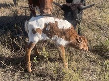 Gig'em x Tango Heifer1