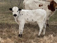 Curtain Call x Tango Heifer