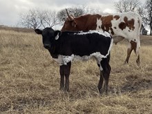 Pixel Point x Tango Heifer