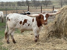 Stardom x Cut Quo Steer