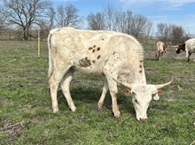 Regal Red x Tango Master Heifer