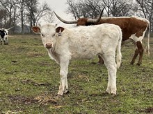 Observation Point x Tango Heifer