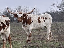 Pixie Point x Cut Quo Steer