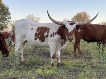 Pixie x Cut Quo Steer