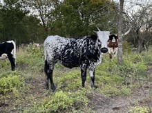 Caneck x Tango Heifer